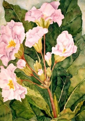 Primrose (sold) Primrose (sold)