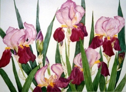 Jill’s Iris (sold) Jill’s Iris (sold)
