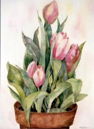 Pot of Tulips