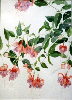 Fuchsias Fuchsias