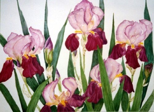 Jill’s Iris (sold) Jill’s Iris (sold)