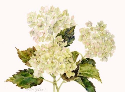 Hydrangeas 
nfs