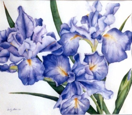 Linda’s Douglas Iris (sold) Linda’s Douglas Iris (sold)