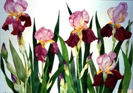 Pam’s Iris (gift) Pam’s Iris (gift)
