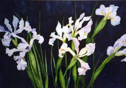 Midnight Iris (sold) Midnight Iris (sold)