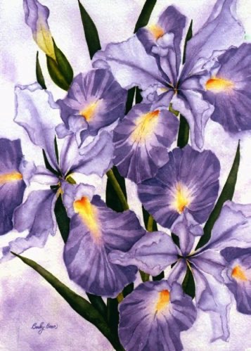 Douglas Iris #2 (gift)