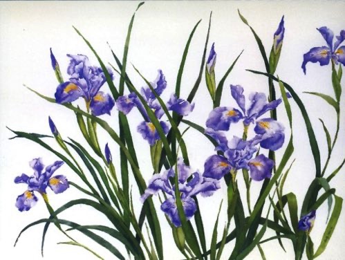 Douglas Iris #1 (sold) Douglas Iris #1 (sold)