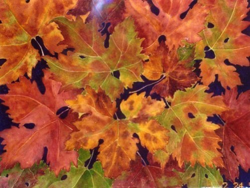 Autumn Grape Leaves Autumn Grape Leaves