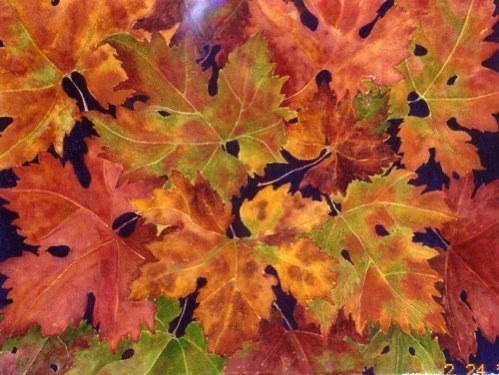 Autumn Grape Leaves