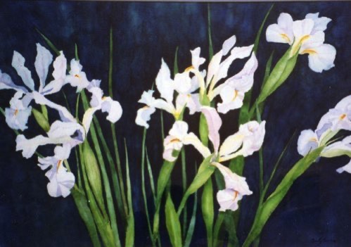 Midnight Dutch Iris (sold) Midnight Dutch Iris (sold)