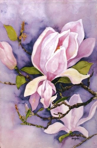 Saucer Magnolia Saucer Magnolia