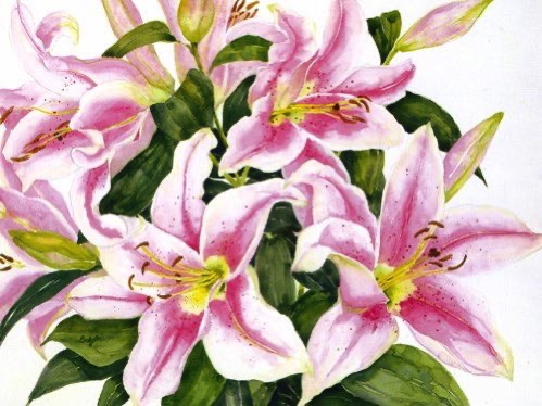 Stargazer Lilies