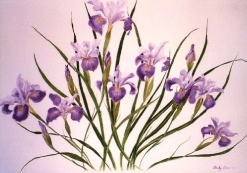 Douglas Iris #3 (gift)