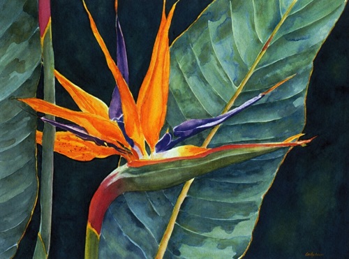 Bird of Paradise
(cards) Bird of Paradise
(cards)
