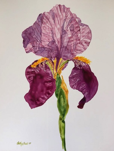 Iris (cards) Iris (cards)