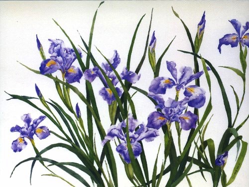 Douglas Iris #1
(prints & cards)