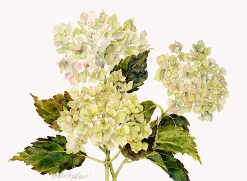 Hydrangeas (prints only) Hydrangeas (prints only)