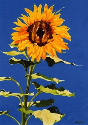 Sonoma Sunflower
(prints & cards) Sonoma Sunflower
(prints & cards)