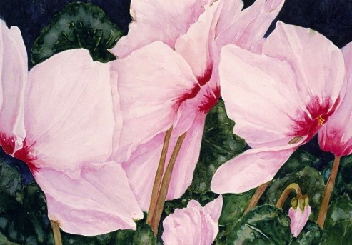 Cyclamen
(prints & cards) Cyclamen
(prints & cards)