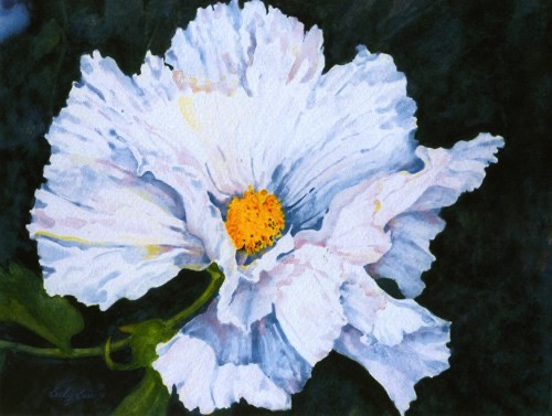Matilija Poppy
(prints & cards) Matilija Poppy
(prints & cards)