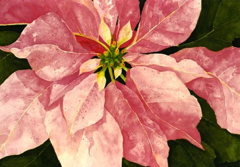 Pink Poinsettia (cards)