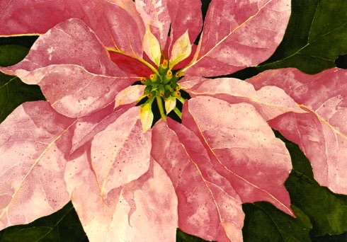 Pink Poinsettia (cards) Pink Poinsettia (cards)
