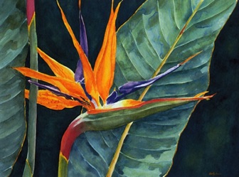 Bird of Paradise
(cards)