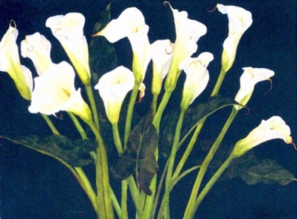 Calla Lilies (sold) Calla Lilies (sold)