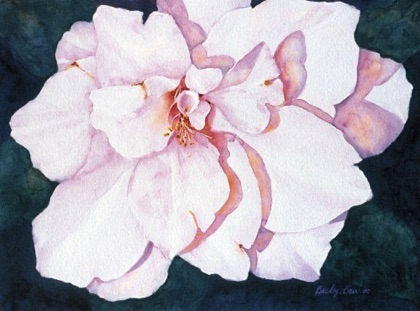 Camellia Camellia
