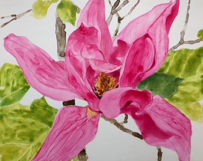 Pink Saucer Magnolia
11x14