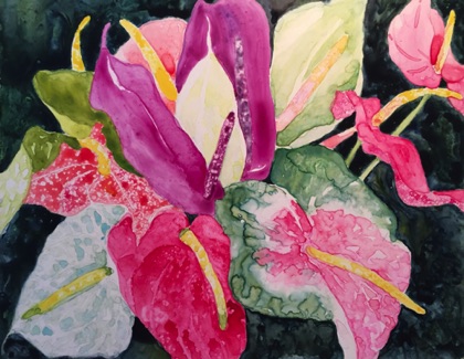 Maui Anthuriums 11x14
gift Maui Anthuriums 11x14
gift