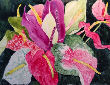 Maui Anthuriums  11x14
gift