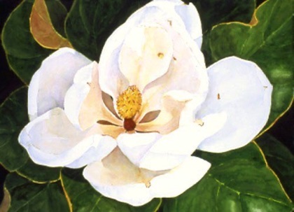 Magnolia #4 Magnolia #4