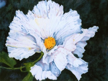 Matilija Poppy (sold) Matilija Poppy (sold)