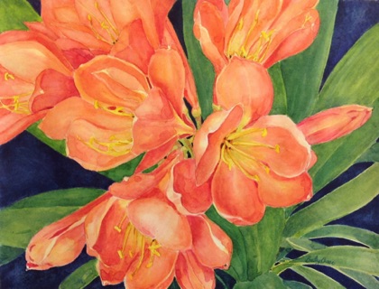 Clivia  12x16