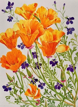 California Poppies & Lobelia  
16 x 12