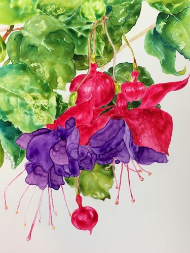 Fuchsias
14x11