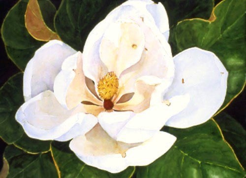Magnolia #4 Magnolia #4