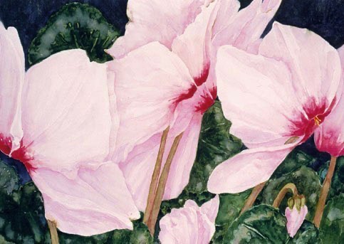 Cyclamen Cyclamen