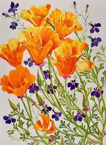 California Poppies & Lobelia  16 x 12